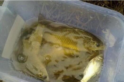 爆料冻饵制作视频,跟随视频学习高效钓鱼技巧  第1张